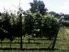 Long Island Viñedos tour